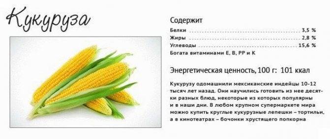 Кукуруза: польза и вред для здоровья и организма, витамины в кукурузе