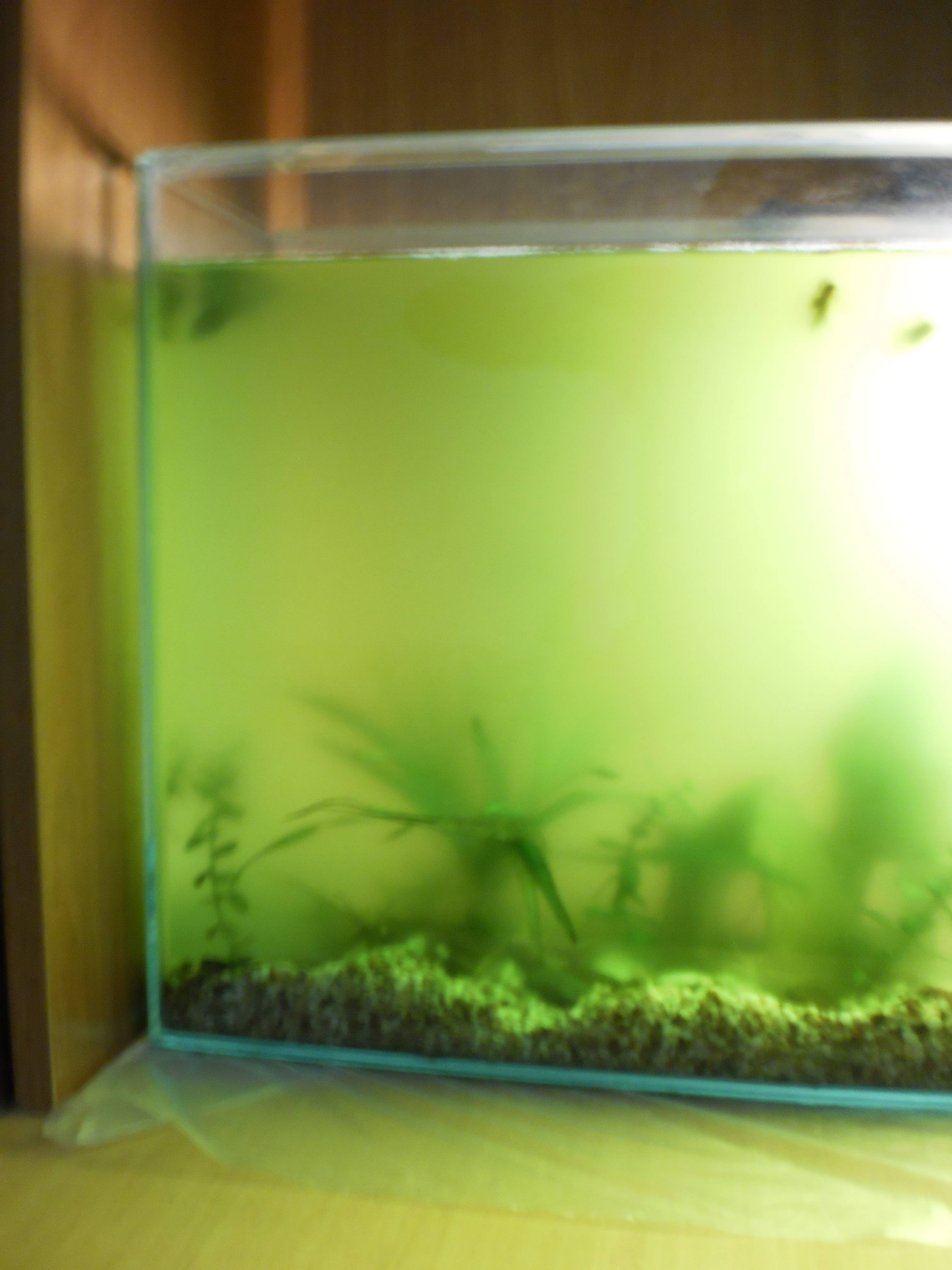 Причины пожелтения аквариумных растений - плантофилия