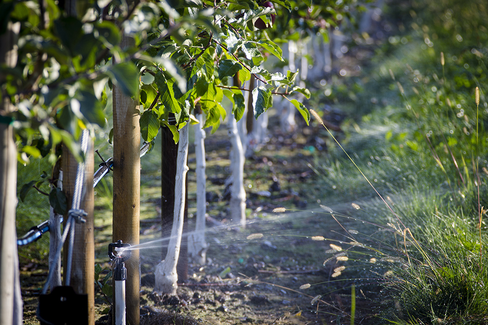 ᐉ как поливать деревья летом - godacha.ru