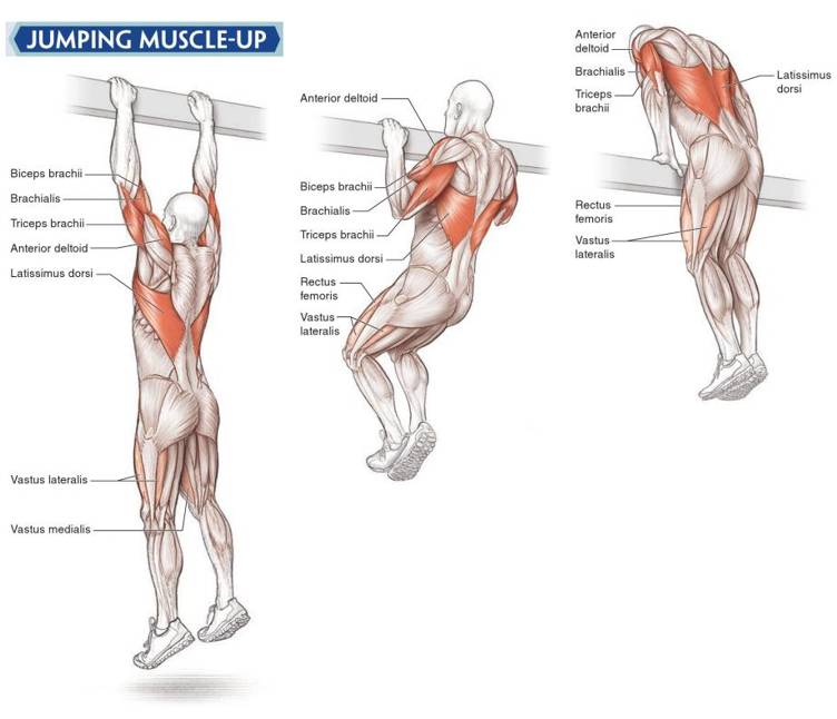 Какие мышцы работают при подтягивании обратным хватом?