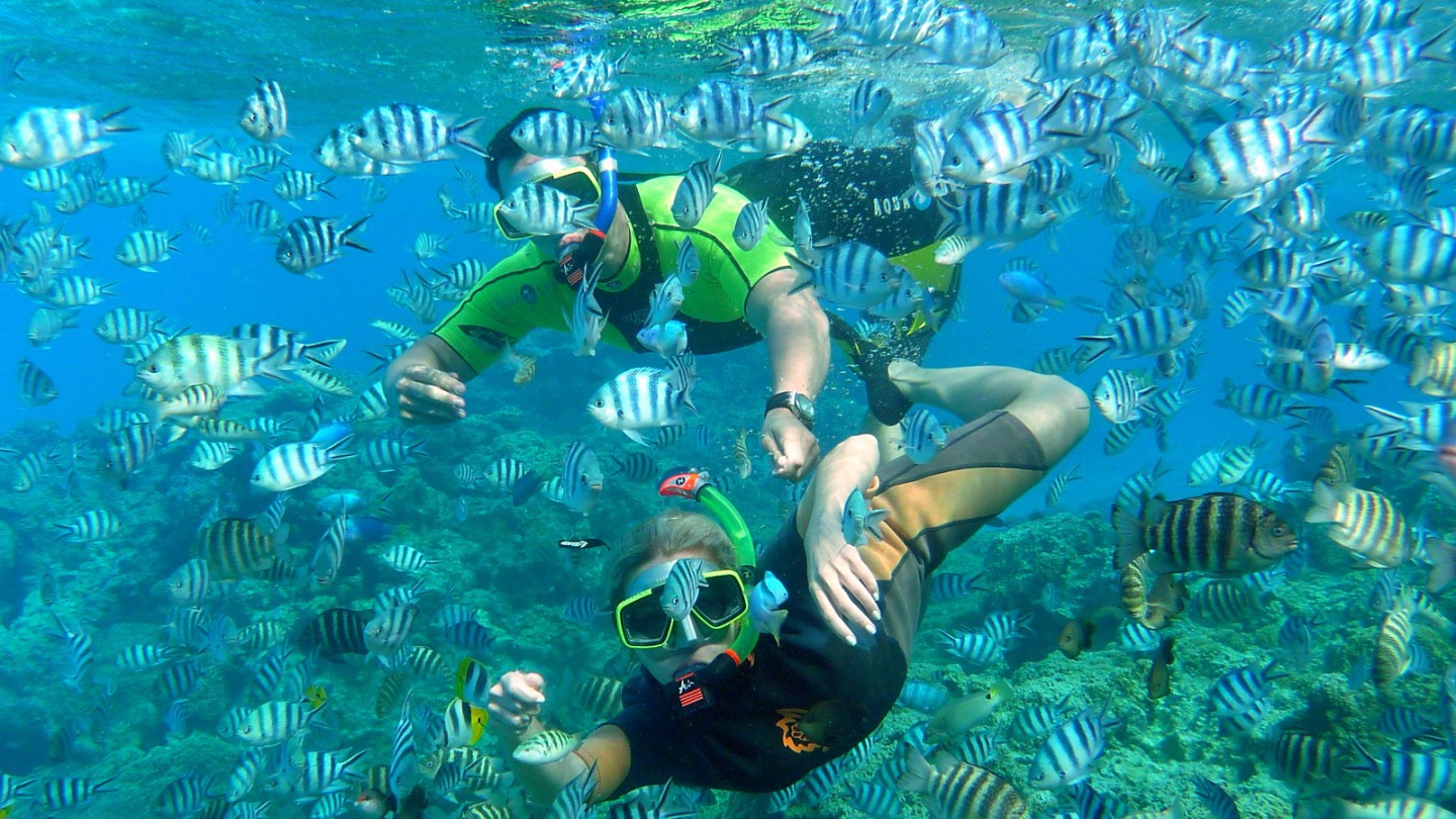 Лучший домашний риф на мальдивах - самые лучшие отели с домашним рифом в мальдивах
