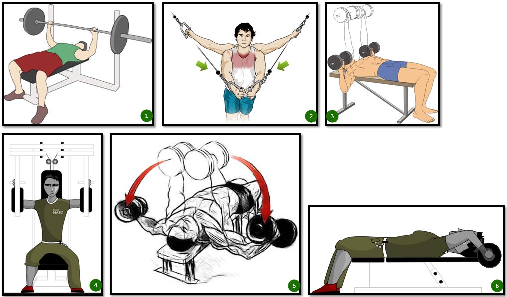 Упражнения на грудь » упражнения в картинках » физкультура