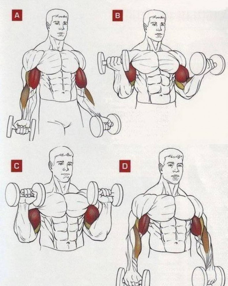 Самые лучшие (эффективные) упражнения для мышц рук: обзор