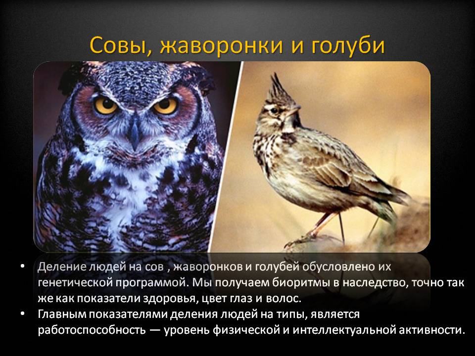 Проект на тему совы и жаворонки