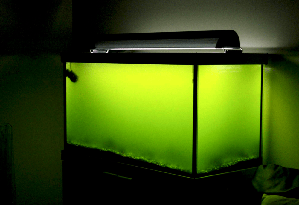 Почему зеленеет вода в аквариуме – причины, профилактика, рекомендации