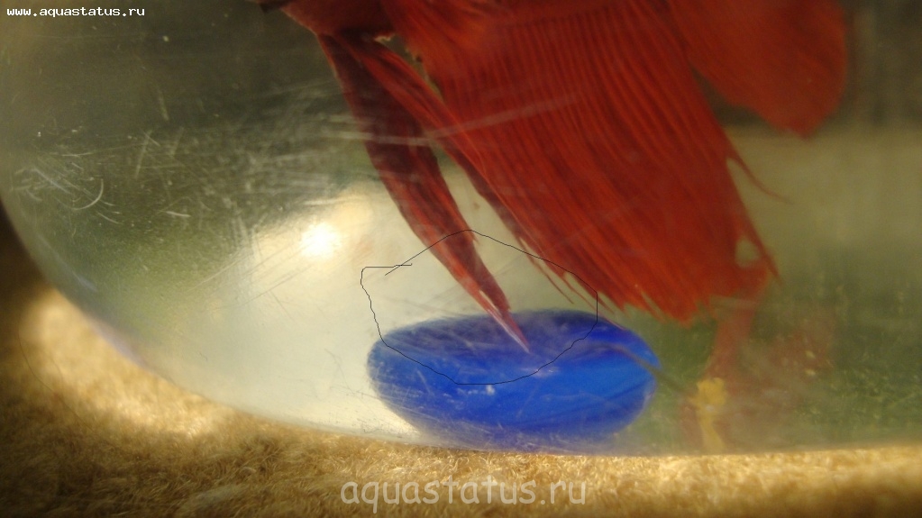 Пленка на поверхности воды в аквариуме: почему и что с ней делать