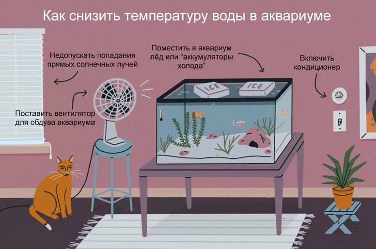 Температура воды в аквариуме для рыбок и растений: какая должна быть, оптимальный, минимальный и максимальный диапазон, как понизить летом и поднять зимой