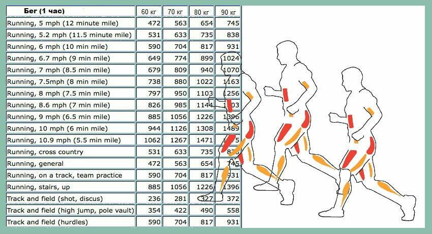 Таблица сжигания калорий при различных физических нагрузках - сколько тратится калорий