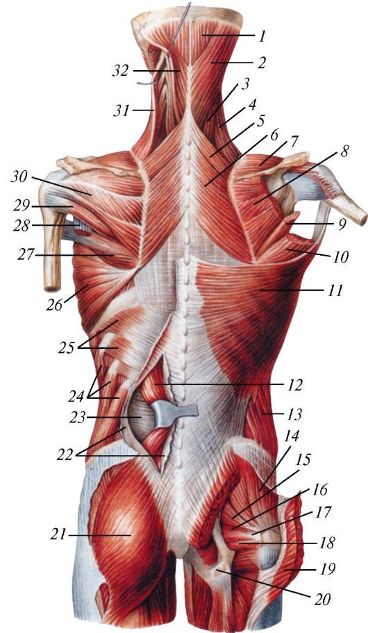 Анатомия мышц спины человека – информация:
