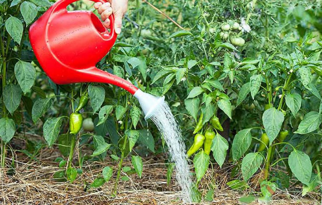 Как поливать огурцы, перцы и другие овощи: правила полива