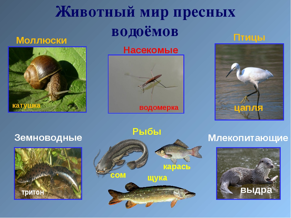 Обитатели пресных водоемов 2 класс школа 21 века презентация