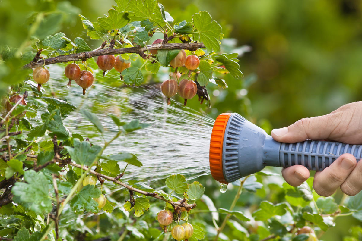 Можно ли поливать плодовые деревья во время цветения, как часто
