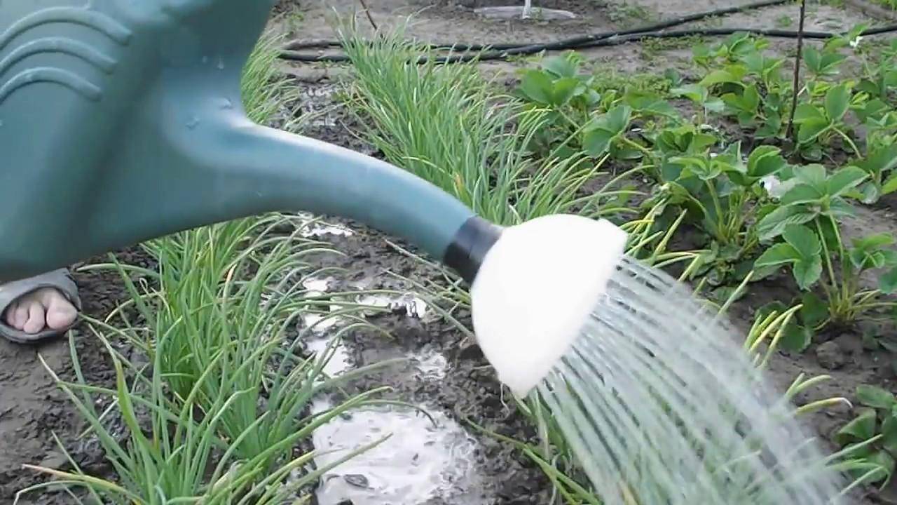Почему садоводы рекомендуют поливать цветы теплой кипяченой водой