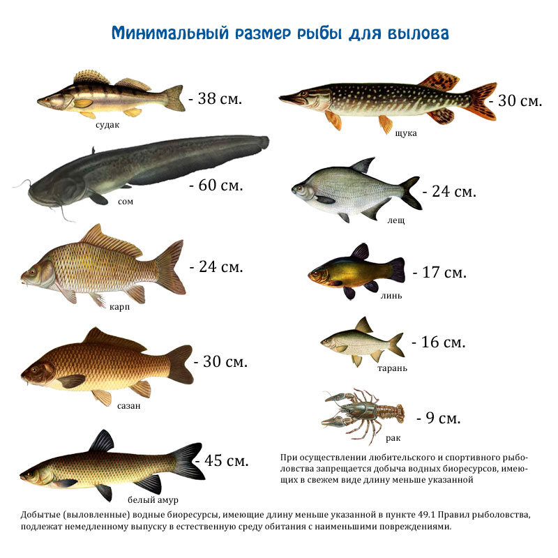 Рыбалка в оренбургской области: популярные водохранилища, особенности ловли рыбы и прогноз клева