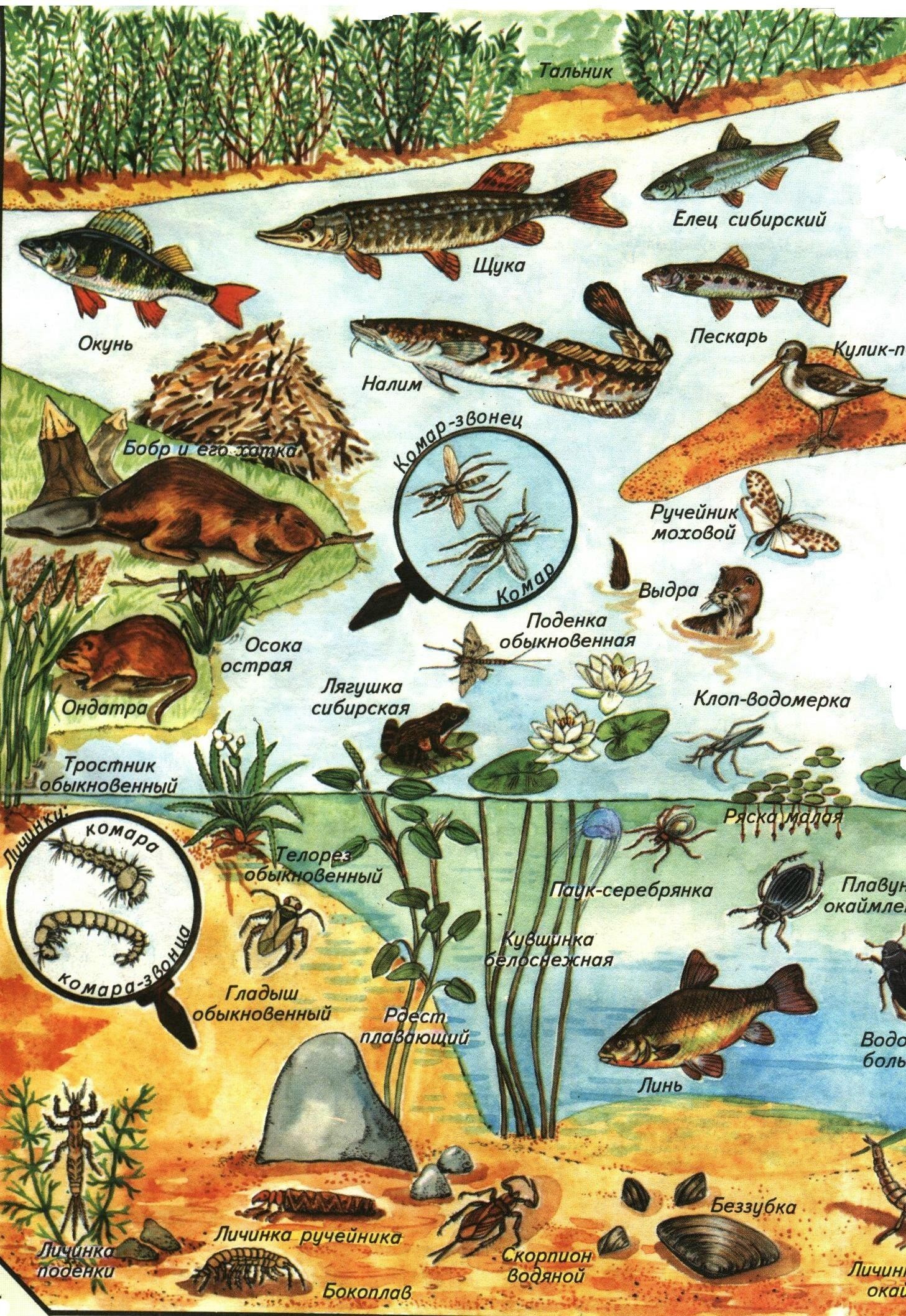 Водные животные: особенности, признаки, виды, примеры и фото