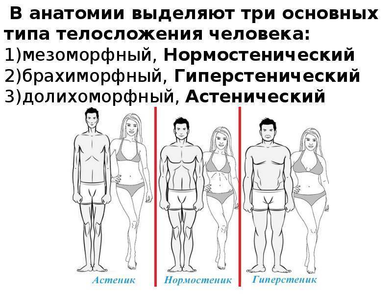 Типы телосложения мужчин — как узнать и определить свой тип телосложения