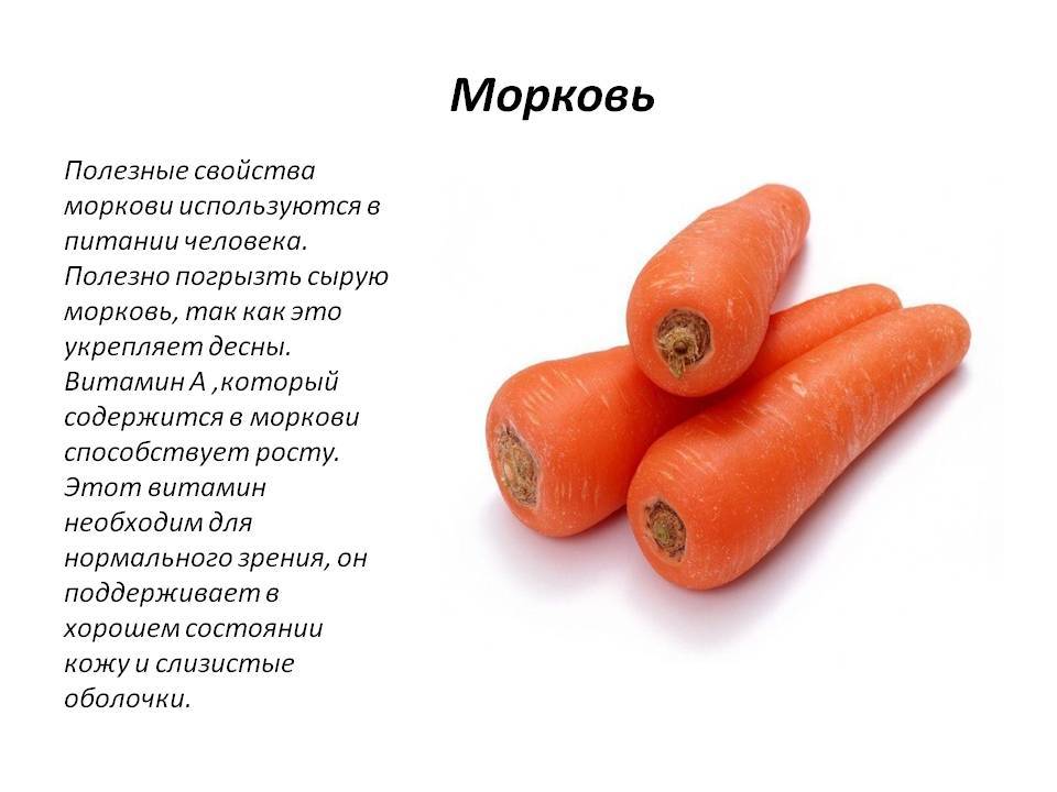 Морковь: калорийность, польза и вред, полезные свойства