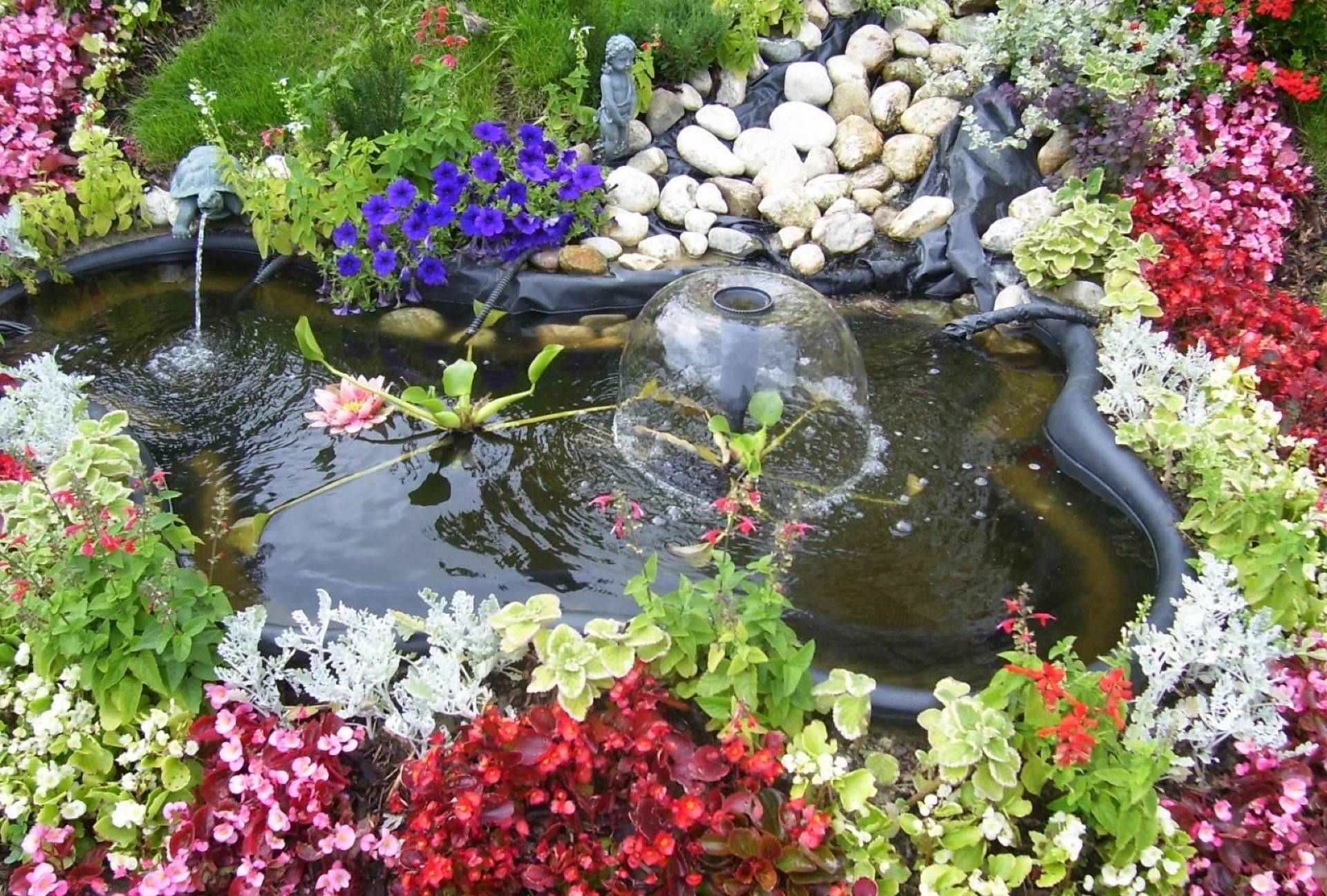 Правила посадки водных растений на даче: как выбрать, когда сажать
