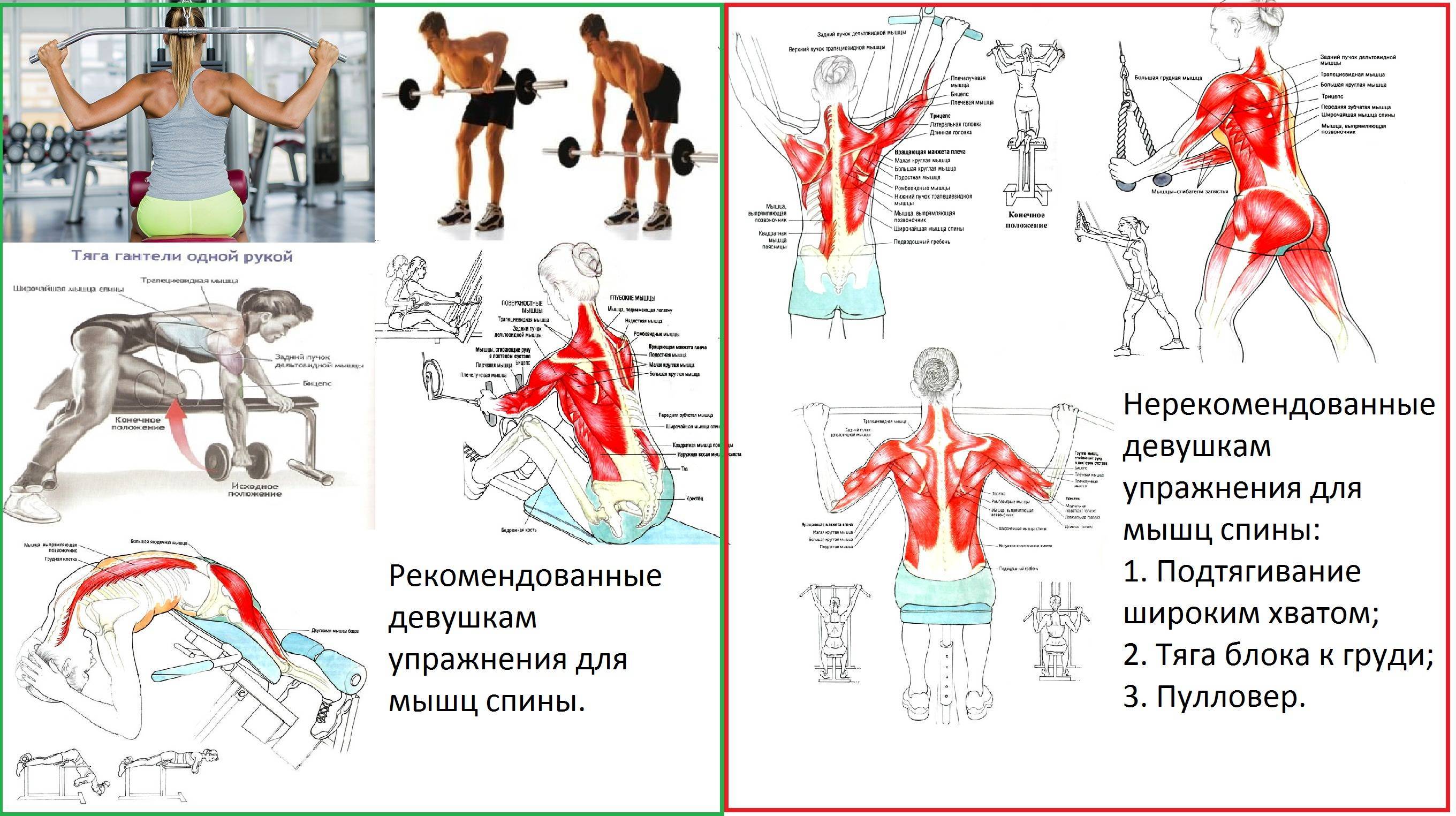 Упражнения для спины » упражнения в картинках » физкультура