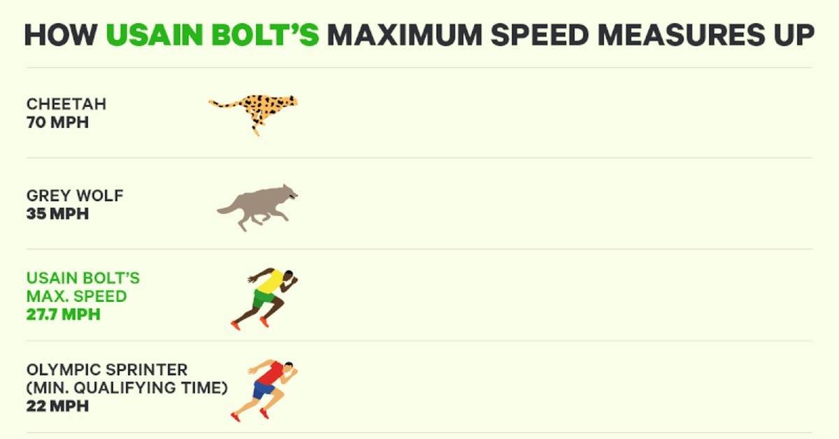 Самые быстрые животные в мире - hi-news.ru