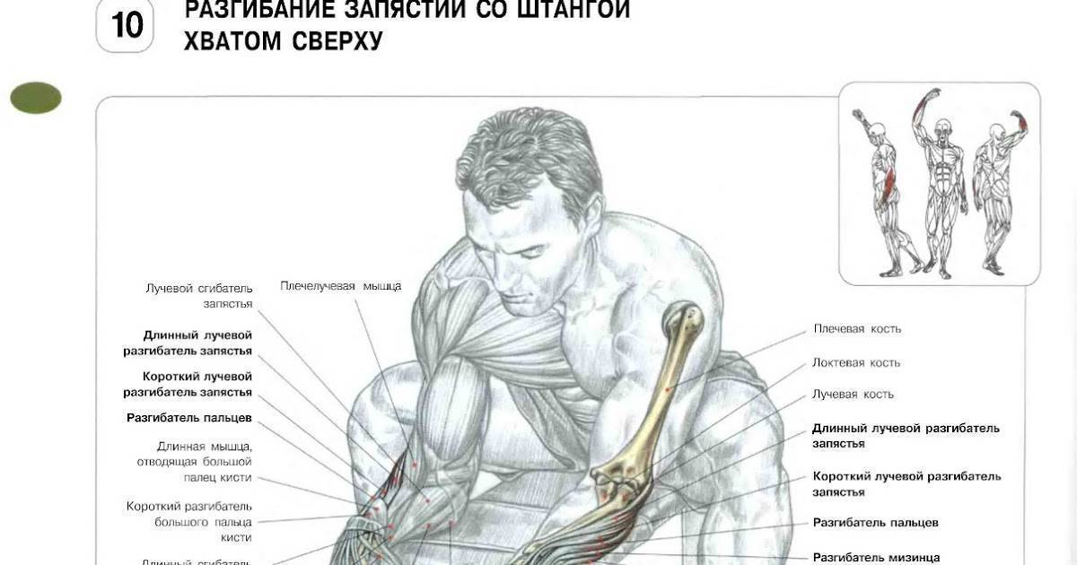 Тренировка мышц предплечья