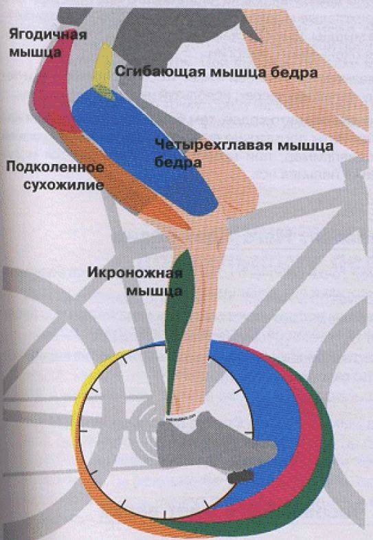 Какие мышцы работают при езде на велосипеде на руках, ногах, бедрах, корпусе, советы по эффективной работе мышц