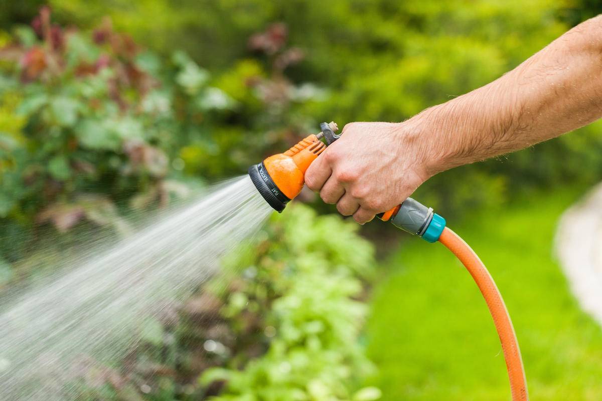 Не следует поливать чаще, чем обычно: 7 советов по уходу за газоном в жару