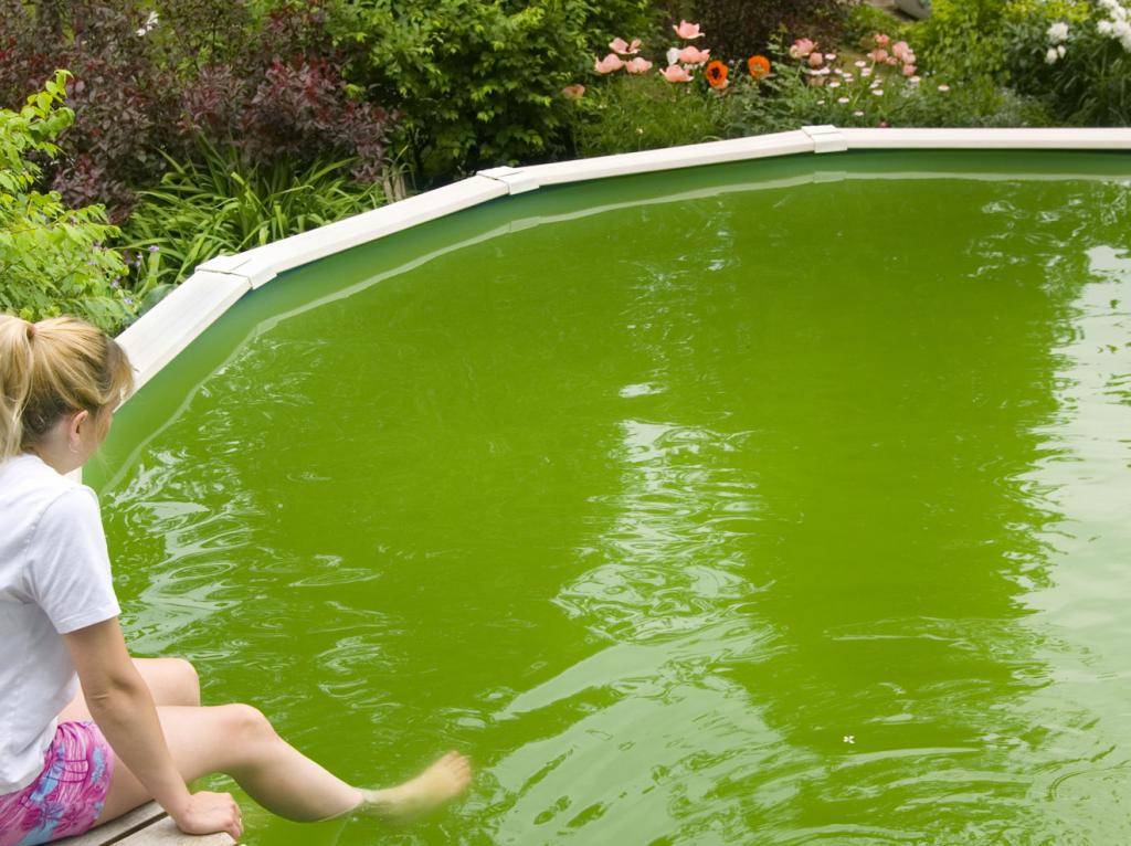 Что сделать чтобы вода в бассейне не зеленела народные средства