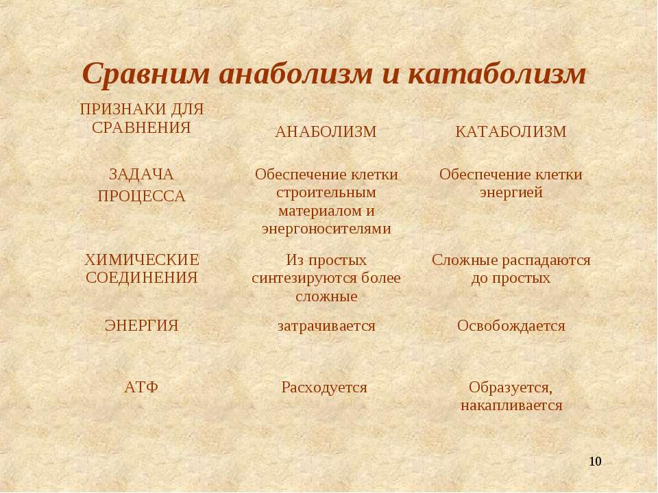 Анаболизм и катаболизм - энергетический обмен и взаимосвязь процессов в организме