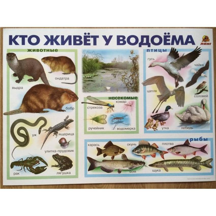 Многообразный мир растений и животных реки Волга