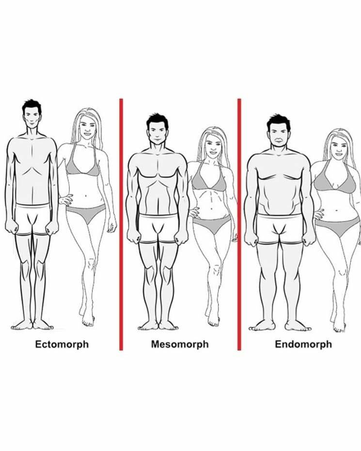 ???? эктоморф, мезоморф или эндоморф — как определить тип телосложения?
