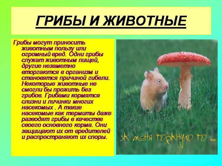 Лисички: польза и применение | food and health