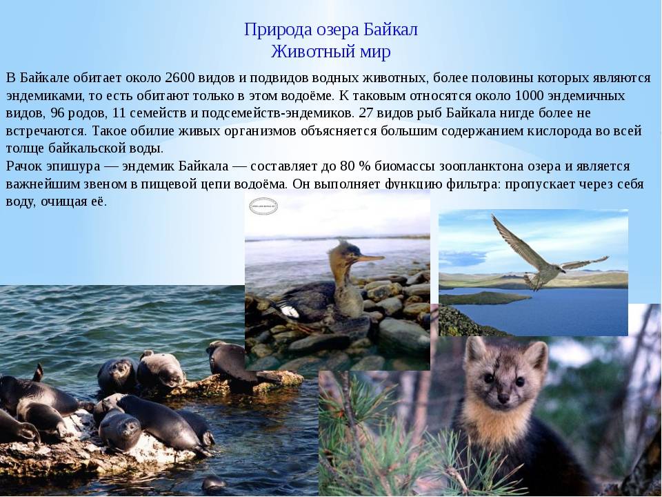 Животные смешанных лесов россии и мира – фауна, обитатели, птицы