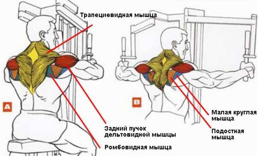 Развиваем рельеф плеча: разведение гантелей в наклоне | rulebody.ru — правила тела
