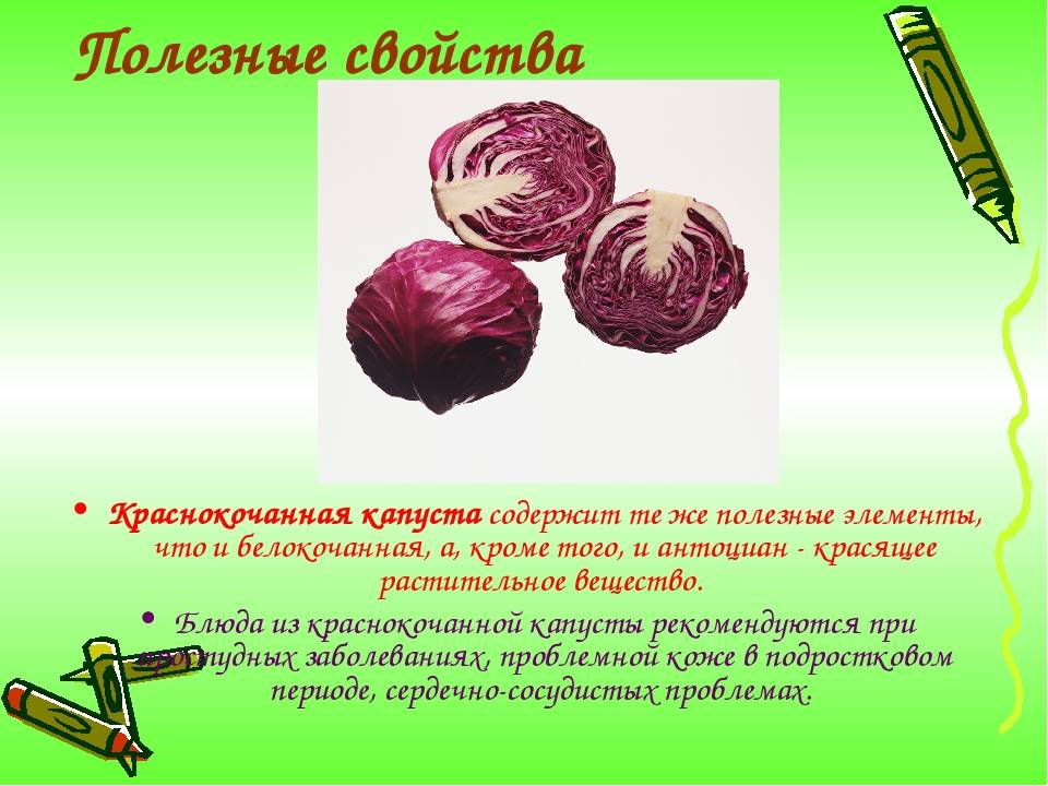 Полезные свойства капусты белокочанной