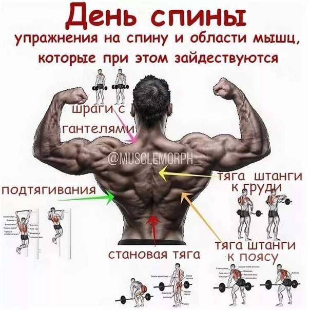 Базовые упражнения на все группы мышц для набора мышечной массы