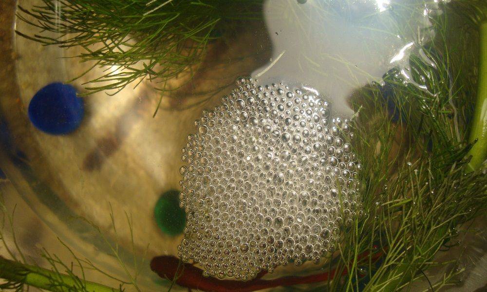 Пена в аквариуме (13 фото): причины пены на поверхности воды. что делать, если она пенится?