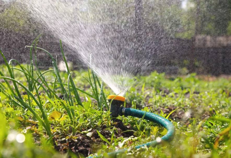 Можно ли поливать холодной водой из скважины растения, деревья и газон