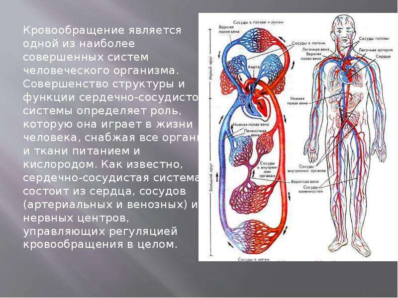 Что такое кардионагрузки: расчет пульса и польза для сердца