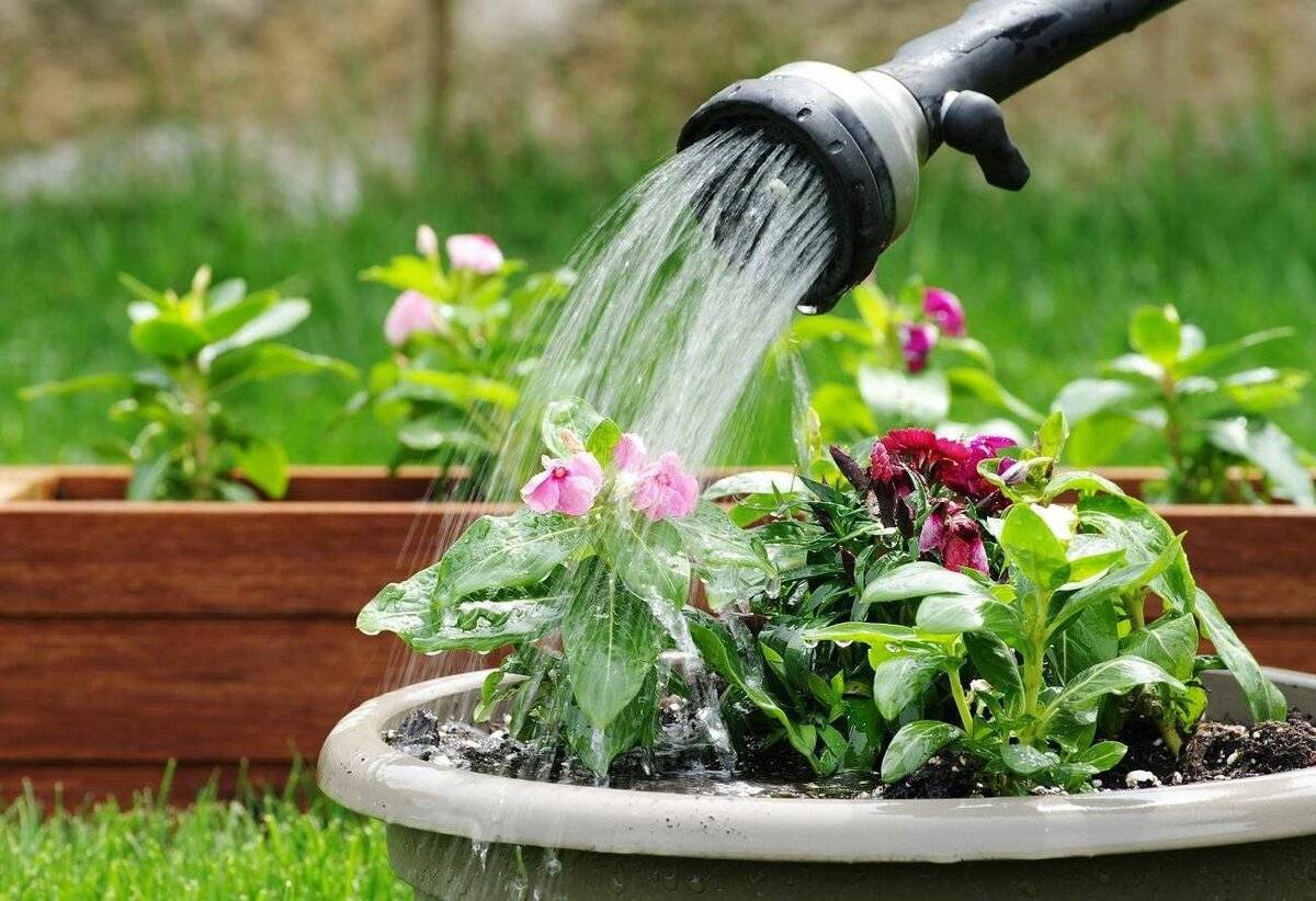 Можно ли поливать растения на огороде теплой водой