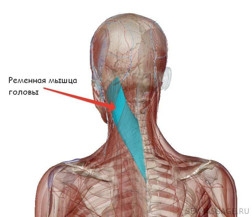 Боль в шее – основные причины боли в шее, сопутствующие заболевания | мотрин®