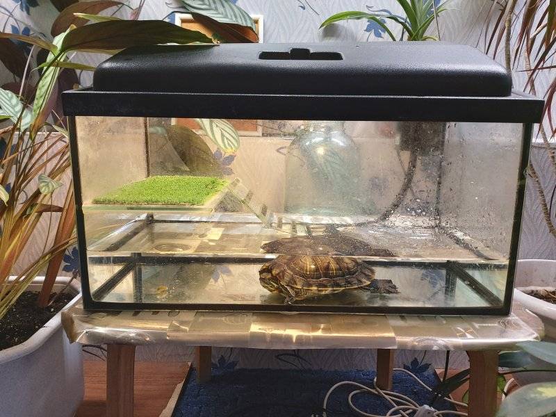 Аквариум для красноухой черепахи – советы и рекомендации по выбору