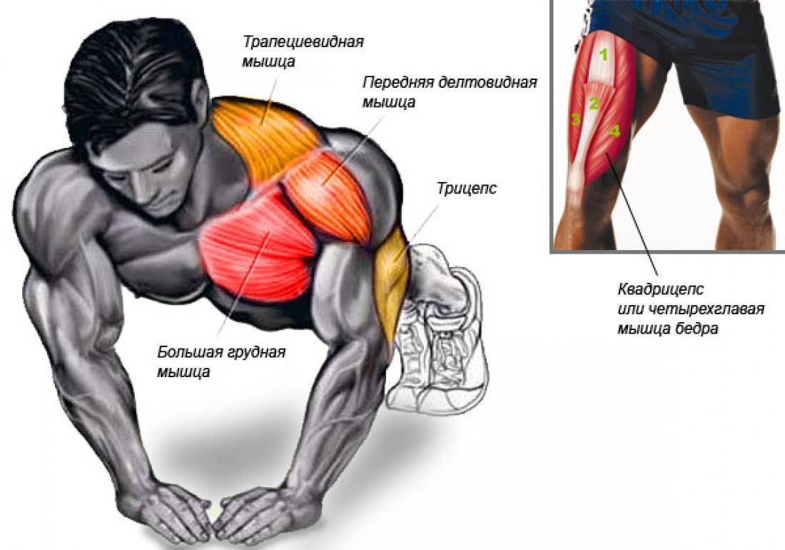 Рост мышц: вся информация о процессах и факторах роста мышц в теле человека