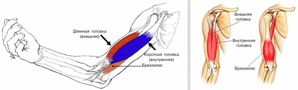 Брахиалис анатомия