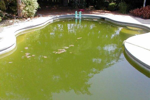 Почему зеленеет вода в кулере и как этого избежать?