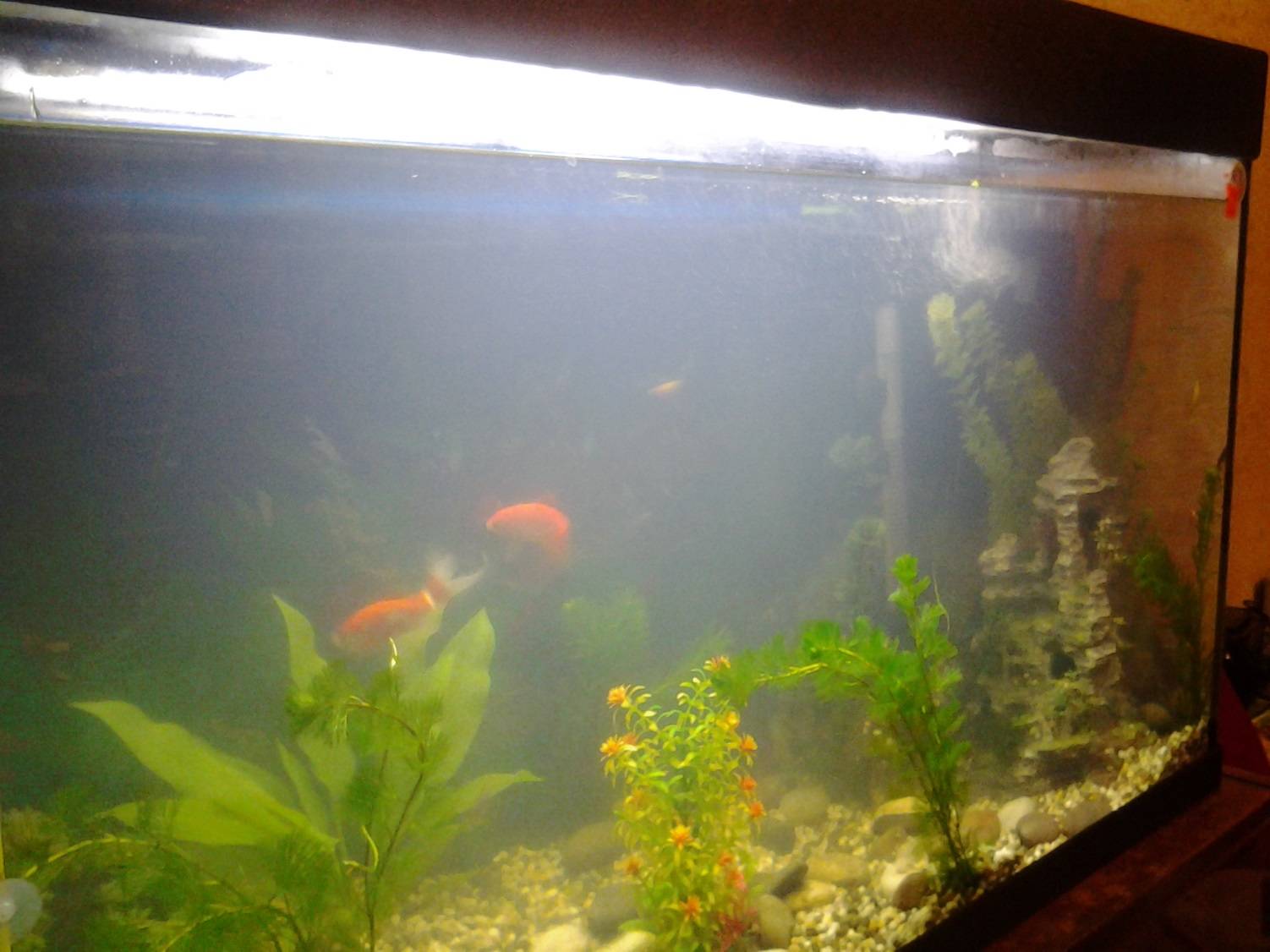 Мутная вода в аквариуме: что делать -описание проблем,фото,видео | аквариумные рыбки