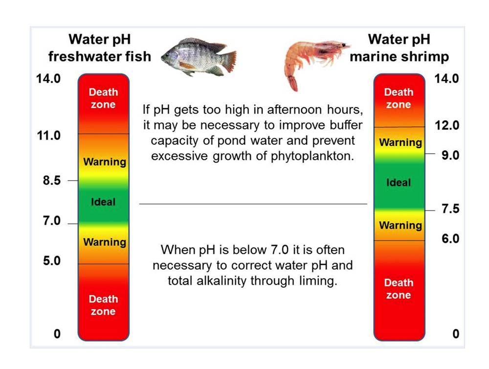 Кислотность в аквариуме. PH воды для пресноводной рыбы. Кислотность воды 9 PH. Показатели PH воды. PH В аквариуме.