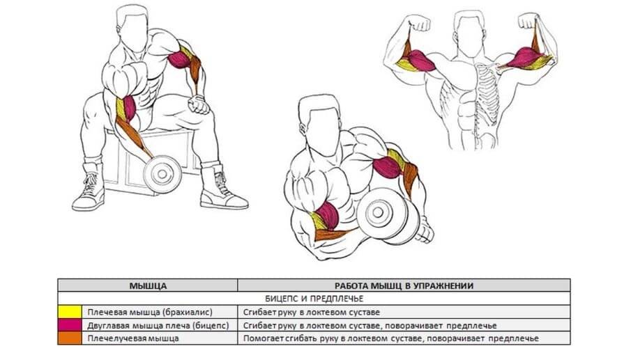 Как накачать бицепс гантелями и штангой: программа тренировок и лучшие упражнения