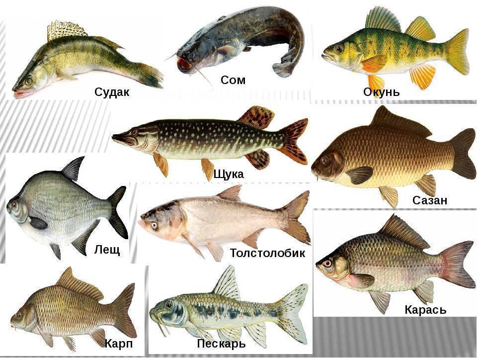 Чем питаются рыбы наших рек: как влияет их рацион на строение тела, на выбор снастей