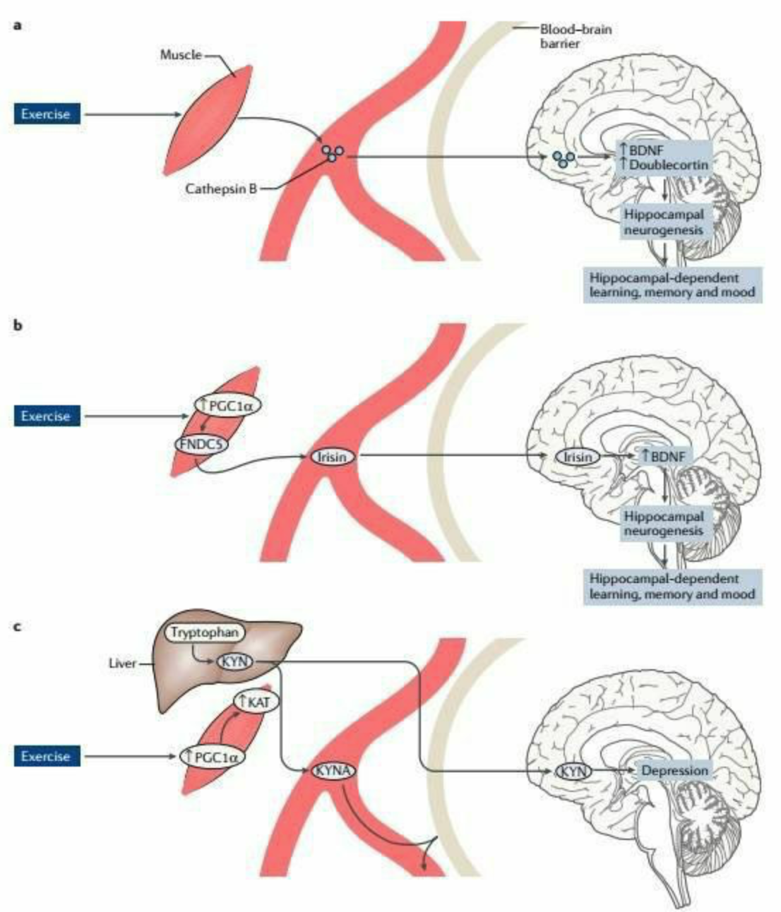 Связь мозг-мышцы